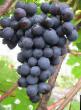 Grapes  Agat Donskojj grade Photo