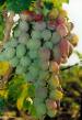 Grapes varieties Vostorg krasnyjj Photo and characteristics