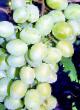 Vindruvor sorter Galakhad Fil och egenskaper