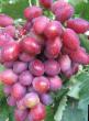Grapes varieties Dunav Photo and characteristics