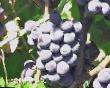 L'uva  Izabella krupnoplodnaya la cultivar foto