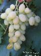 Grapes  Irinka grade Photo