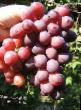 L'uva le sorte Pamyati Lazarevskogo foto e caratteristiche