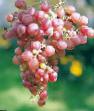Vinič hroznorodý (Hrozno) druhu Rilajjns pink sidlis fotografie a vlastnosti