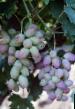 Grapes varieties Rozovyjj Timur  Photo and characteristics