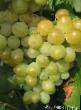 Grapes varieties Rusbol muskatnyjj Photo and characteristics