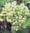 Grapes varieties Rusbol uluchshennyjj (Ehlf) Photo and characteristics