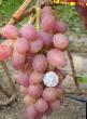 Vindruvor sorter Ruta Fil och egenskaper