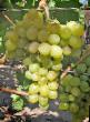 Grapes varieties Serafimovskijj Photo and characteristics