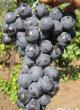 Grapes varieties Strashenskijj Photo and characteristics