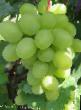 Vindruvor sorter Super-Ehkstra Fil och egenskaper