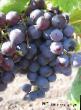 Grapes varieties Fioletovyjj rannijj Photo and characteristics