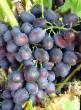 Vindruvor sorter Chernaya magiya Fil och egenskaper