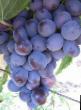 Grapes  Chernysh grade Photo