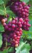 Vindruvor sorter Einset Seedless Fil och egenskaper