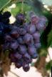 Grapes varieties Yubilejj Vojjtovich Photo and characteristics