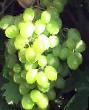 un raisin  Yubilejj Platova l'espèce Photo
