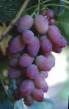 Vindruvor sorter Yubilejj khersonskogo 