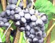 Vindruvor sorter Yuodupe Fil och egenskaper