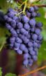 Grapes  Muromec grade Photo