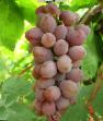 L'uva le sorte Cyca koarne roshe foto e caratteristiche