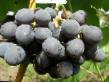 Grapes varieties Zarif Photo and characteristics