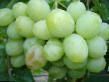 Winogrono gatunki Cvetochnyjj zdjęcie i charakterystyka