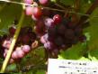 Grapes varieties Minskijj rozovyjj Photo and characteristics