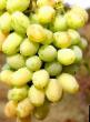 Grapes varieties Sashenka Photo and characteristics