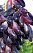 Vindruvor sorter Odesskijj suvenir Fil och egenskaper
