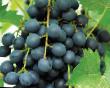 Grapes varieties Muskat blyu Strobel  Photo and characteristics