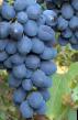 Vindruvor sorter Okudzhava  Fil och egenskaper