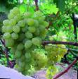 Grapes varieties Vostorg ovalnyjj  Photo and characteristics