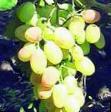 un raisin  Ionel l'espèce Photo