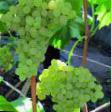 Grapes varieties Kishmish №342  Photo and characteristics