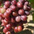 un raisin  Vishenka l'espèce Photo