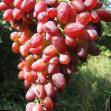 Grapes varieties ZOS-2  Photo and characteristics