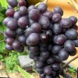 Grapes  Krasa Nikopolya  grade Photo