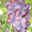 Grapes varieties Modern Photo and characteristics
