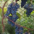 L'uva  Severnyjj plechistik la cultivar foto