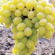 Vindruvor sorter Fenomen (Pleven ustojjchivyjj) Fil och egenskaper