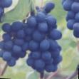 Vindruvor sorter Shakhter Fil och egenskaper