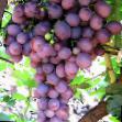 L'uva  Aramis  la cultivar foto