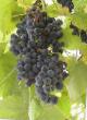 Grapes  Izabella grade Photo