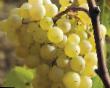 Grapes  Fenix grade Photo