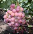 Grapes varieties Malvina Photo and characteristics