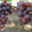 Vindruvor sorter Nizina Fil och egenskaper