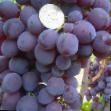 Vindruvor sorter Muskat Novoshakhtinskijj  Fil och egenskaper