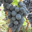 Vindruvor sorter Pamyati Zhuravelya  Fil och egenskaper
