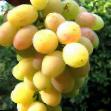 Vindruvor sorter Pamyati khirurga Fil och egenskaper